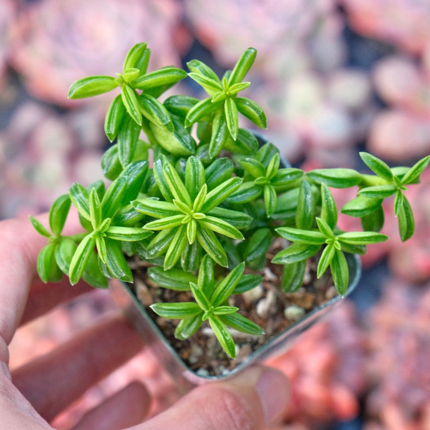 Peperomia axillaris Succulent Plant