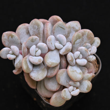 Graptoveria Lala Crest Korean Succulent Plant