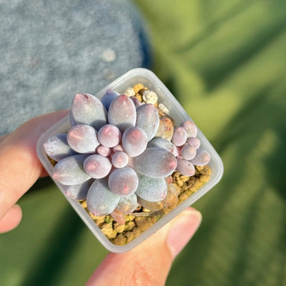 Pachyphytum Baby Finger Korean Succulent Plant