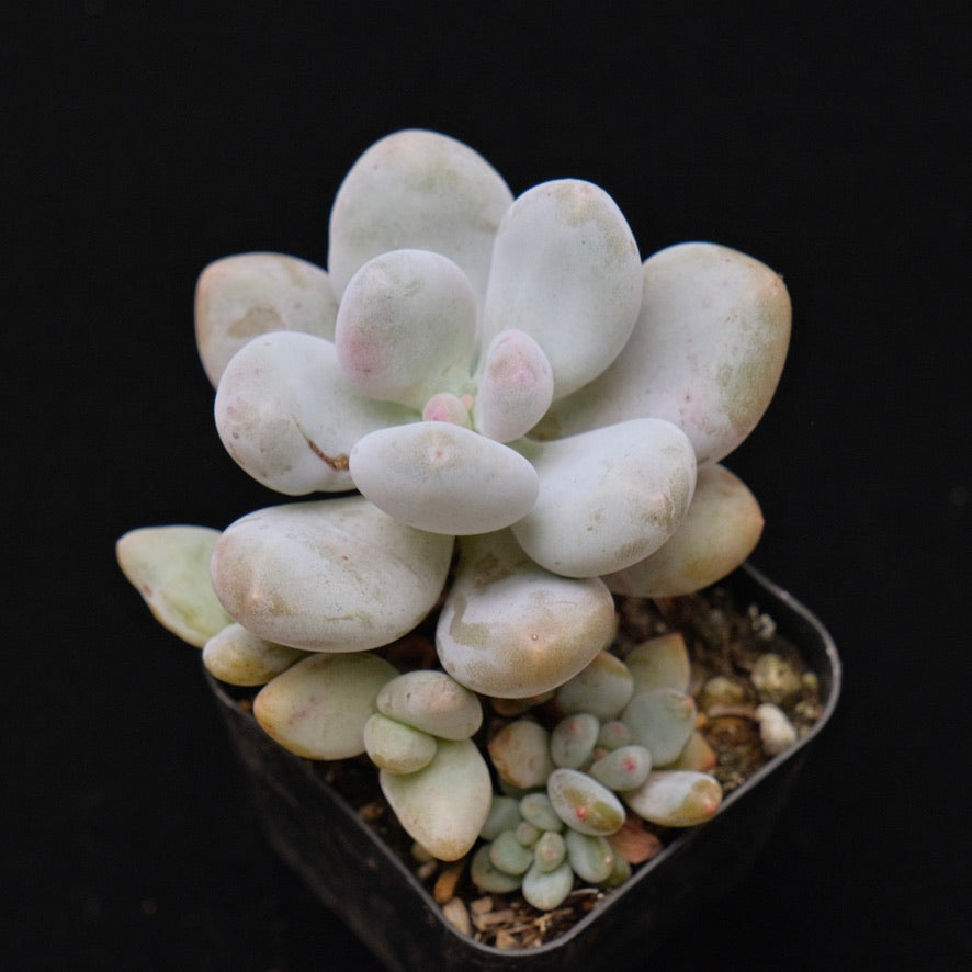 Pachyphytum oviferum + other babies Korean Succulent Plant