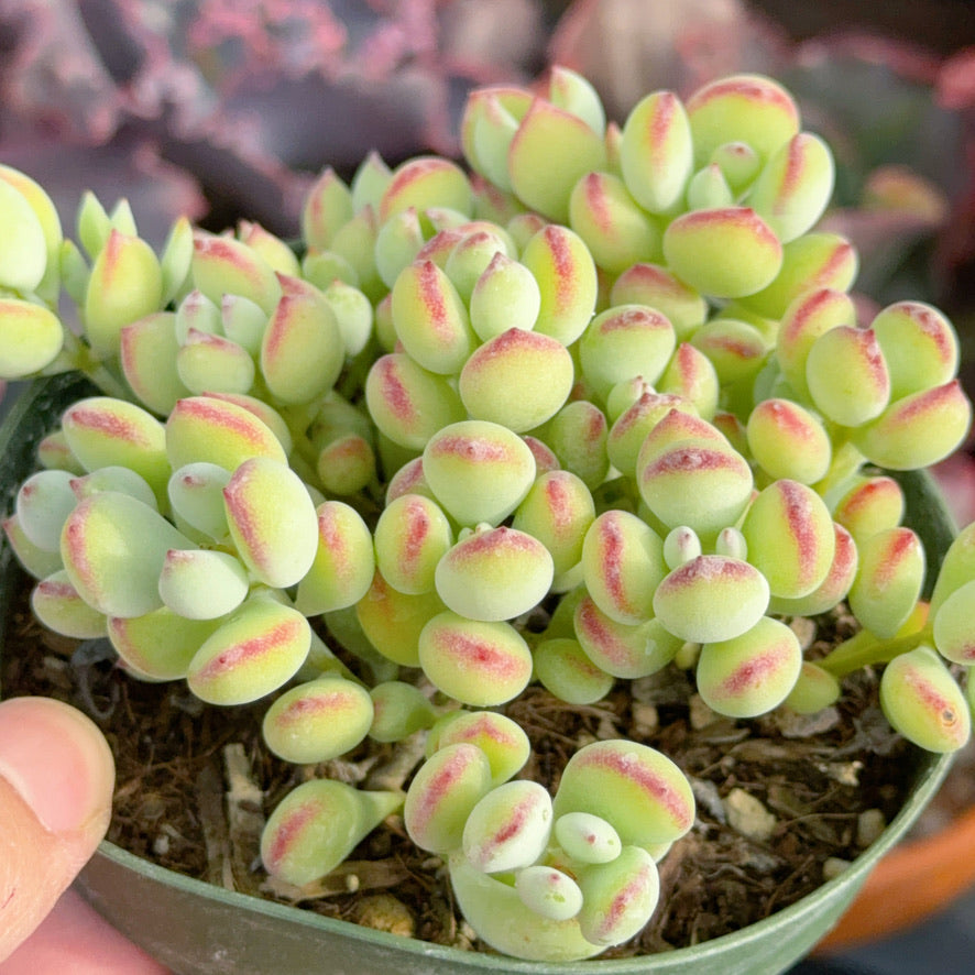 Cotyledon pendens Succulent Plant