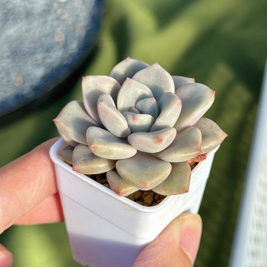 Graptoveria Pink Rosa Korean Succulent Plant Hwaga hybrid