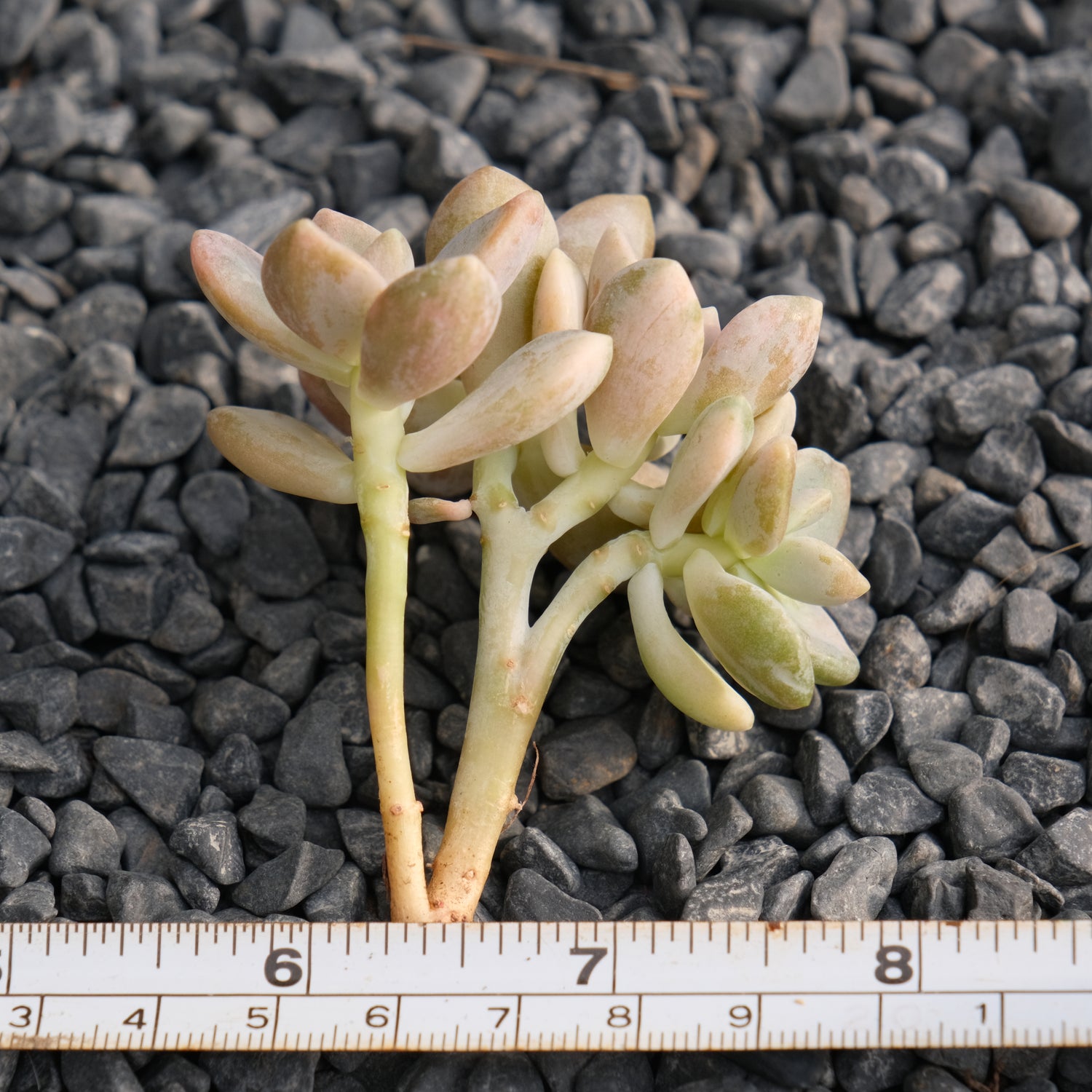 Var Graptophytum Supreme Korean Succulent Plant