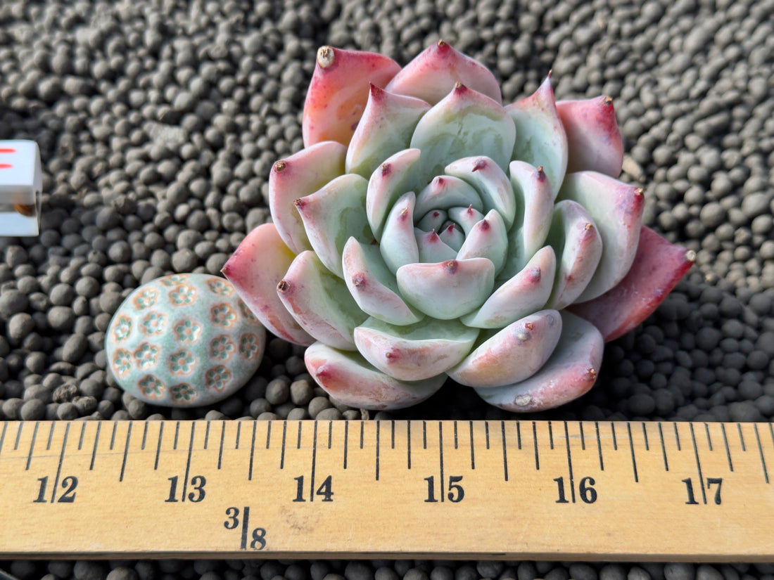 Big Echeveria colorata cultivar Korean Succulent Plant