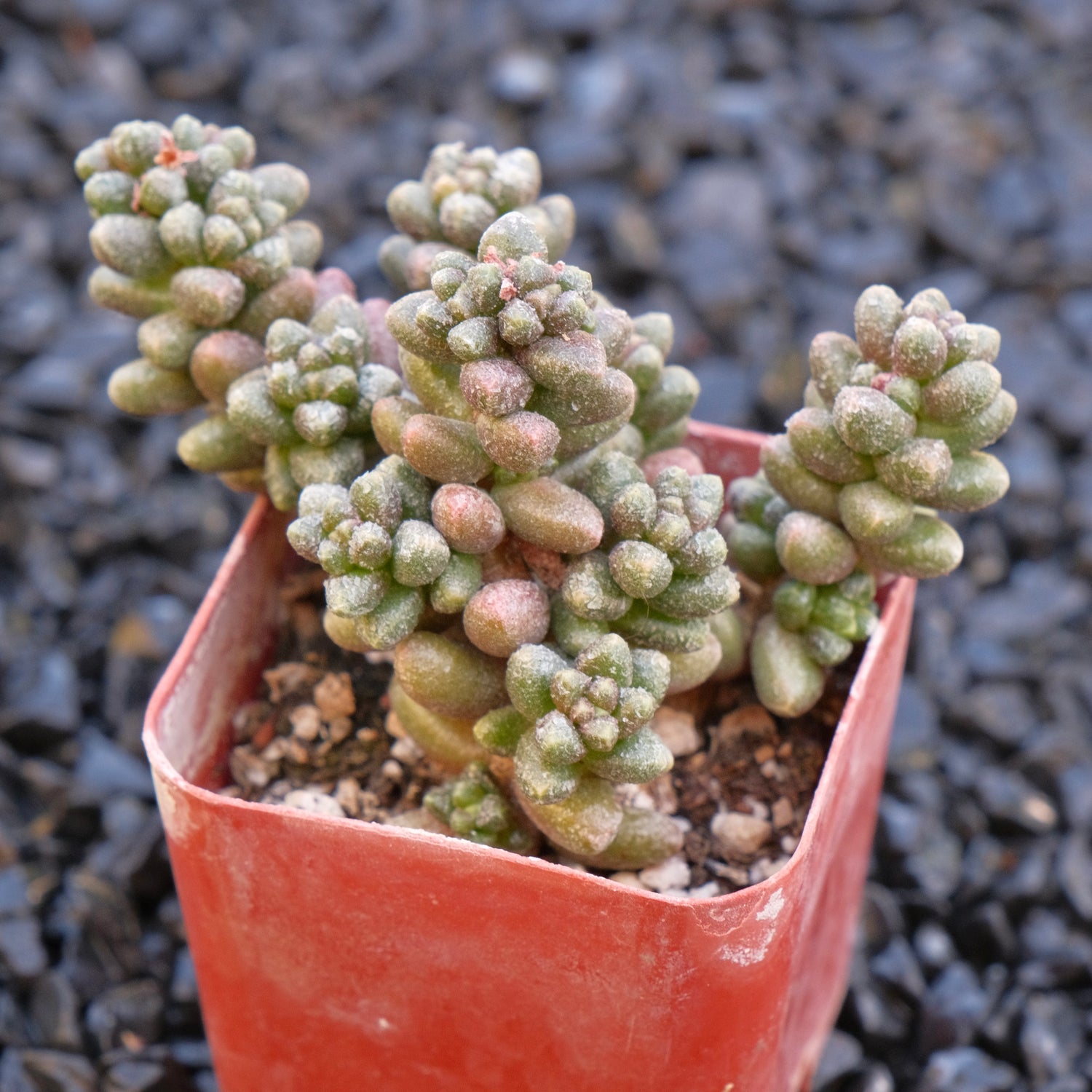 Sedum furfaceum Locally Grown Succulent Plant