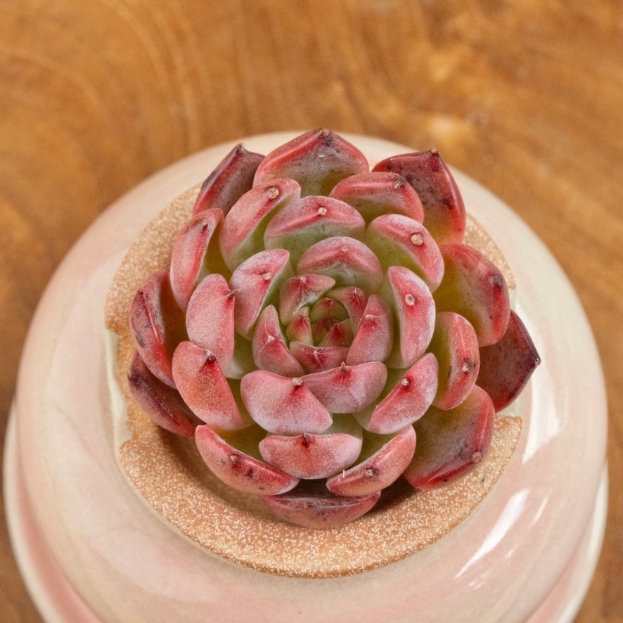 Echeveria Nomad Korean Succulent Plant