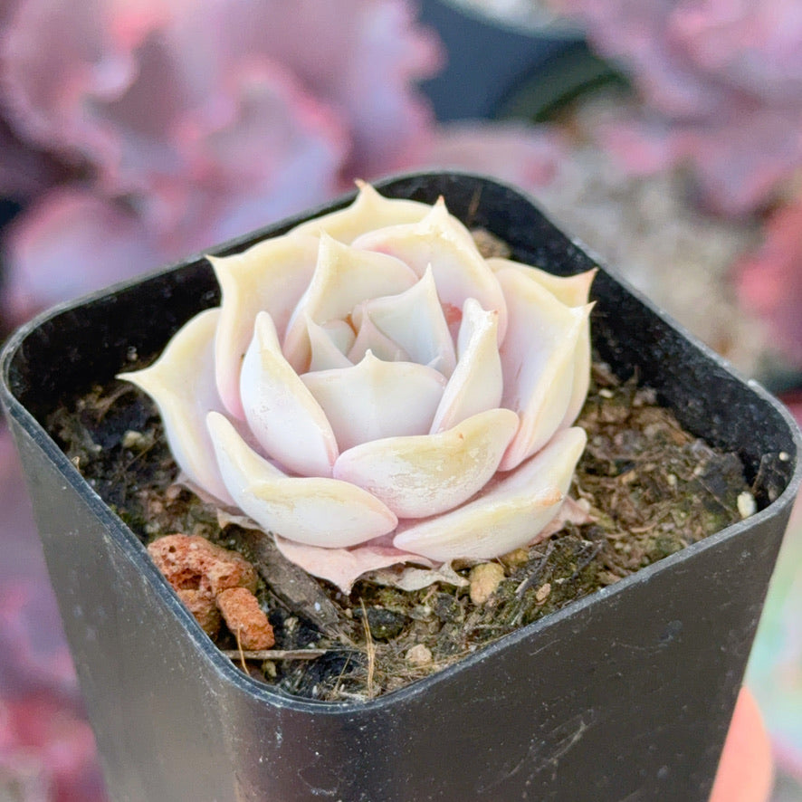 Echeveria Lilacina Succulent Plant