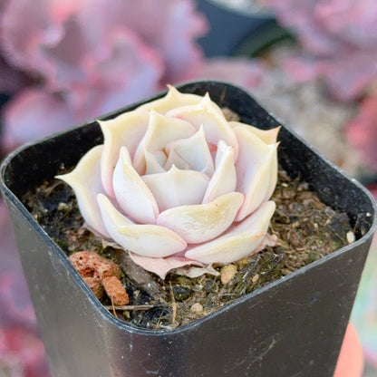 Echeveria Lilacina Succulent Plant