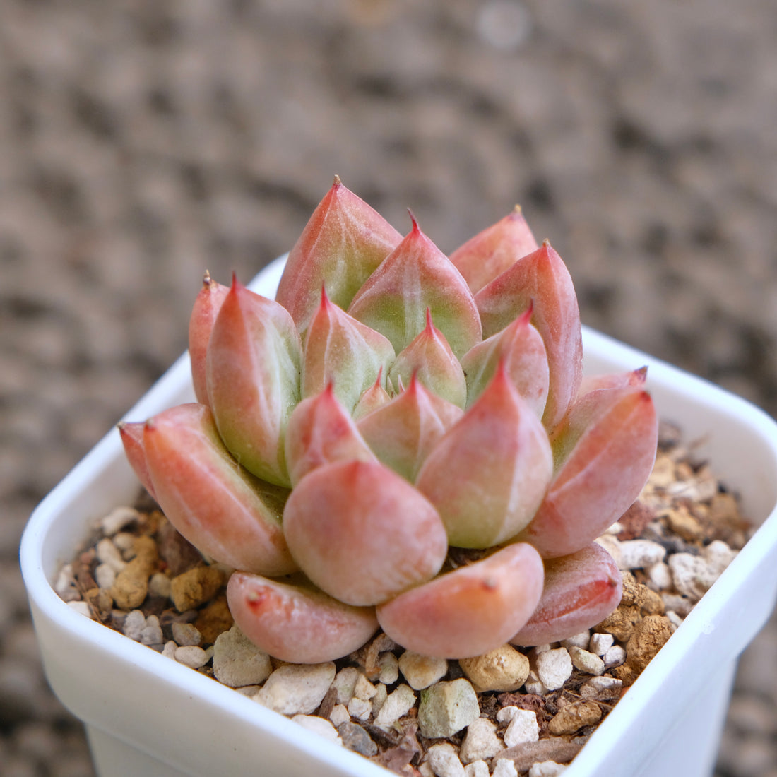 Echeveria Banksy (hwaga hybrid) Korean Succulent Plant - A