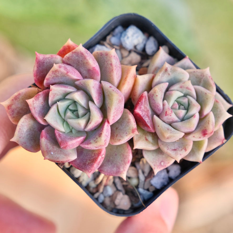 Echeveria Bloody Mourning Korean Succulent Plant