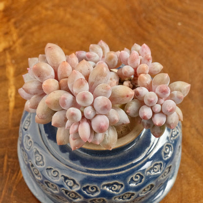 Pachyphytum Baby Fingers Korean Succulent Plant