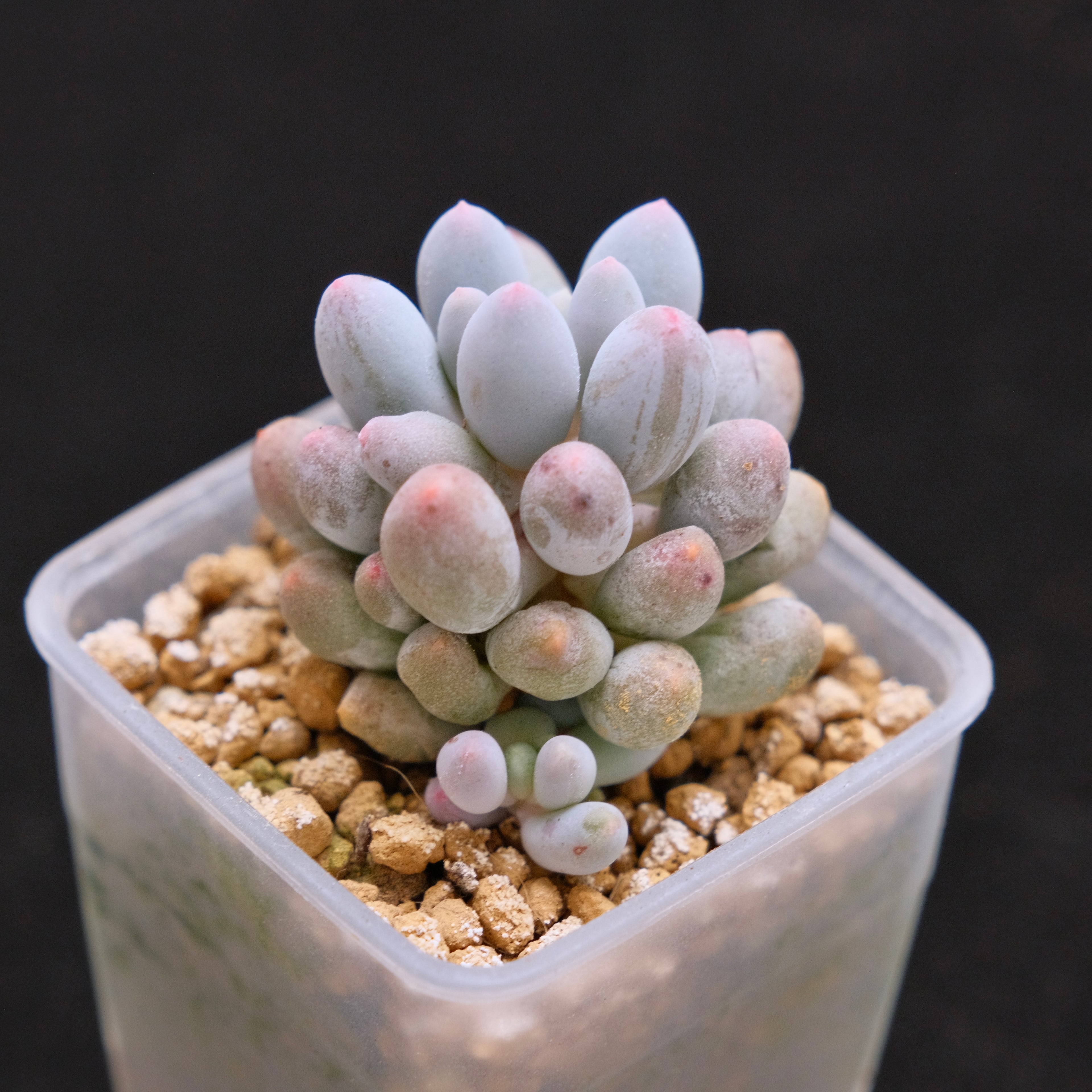 Pachyphytum Baby Fingers Korean Succulent Plant small