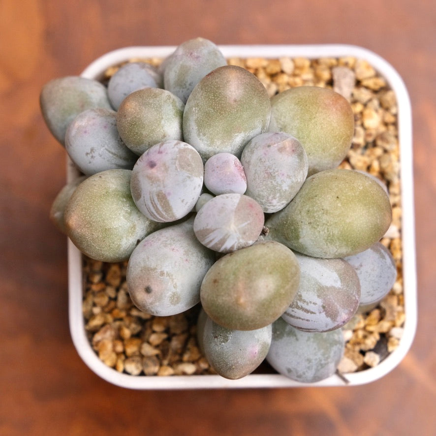 Pachyveria Sweet Mochi Imported Succulent Plant