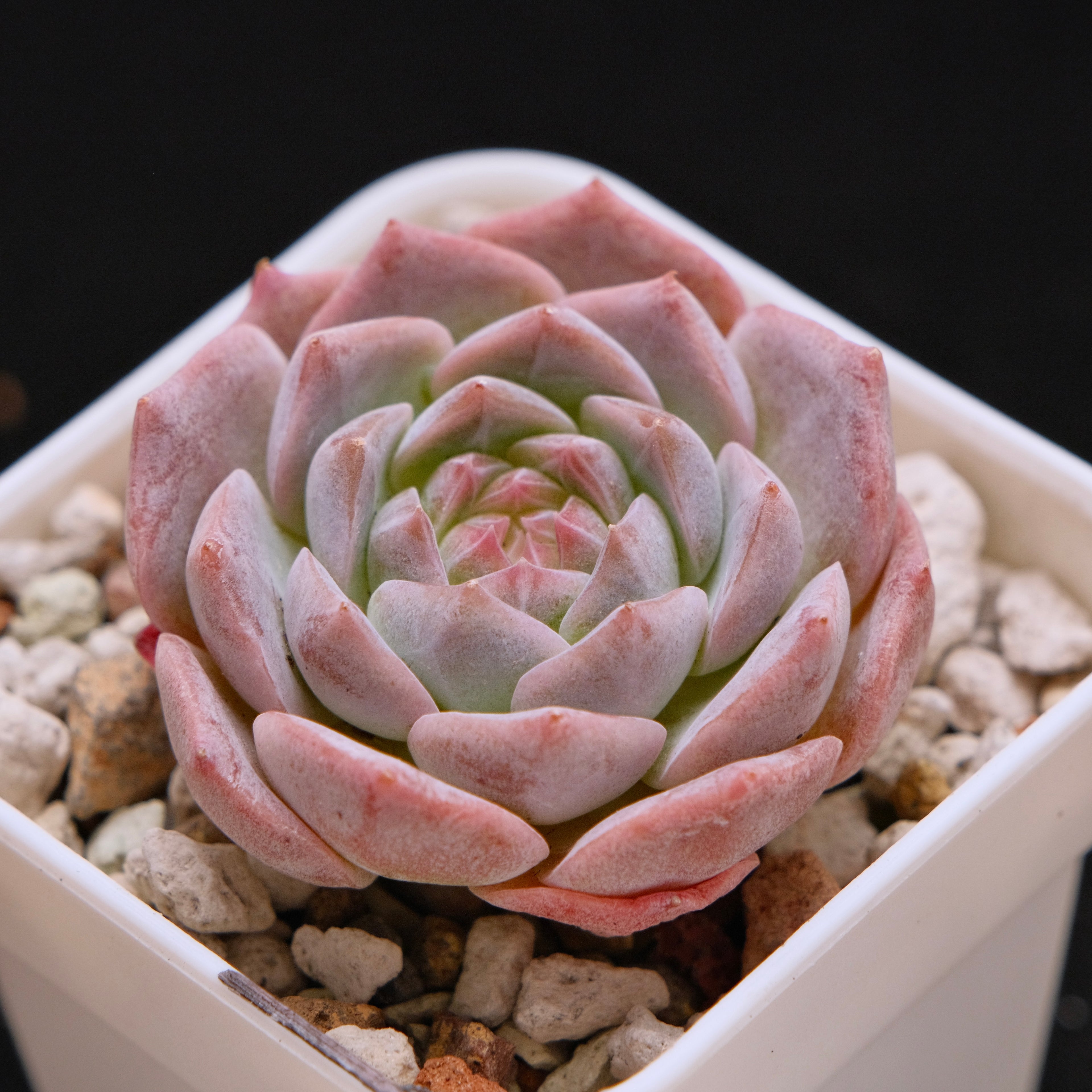 Echeveria Jelly hybrid (seedling) Imported Succulent Plant *New* 糖心杂