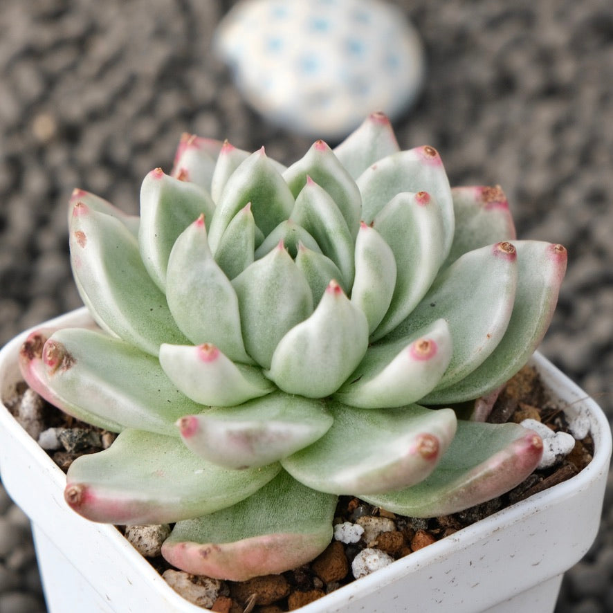 Variegated Echeveria Maria Jelly Korean Succulent Plant