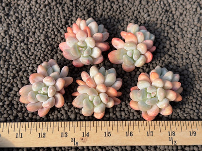 Double Pachyphytum Frevel Imported Succulent Plant