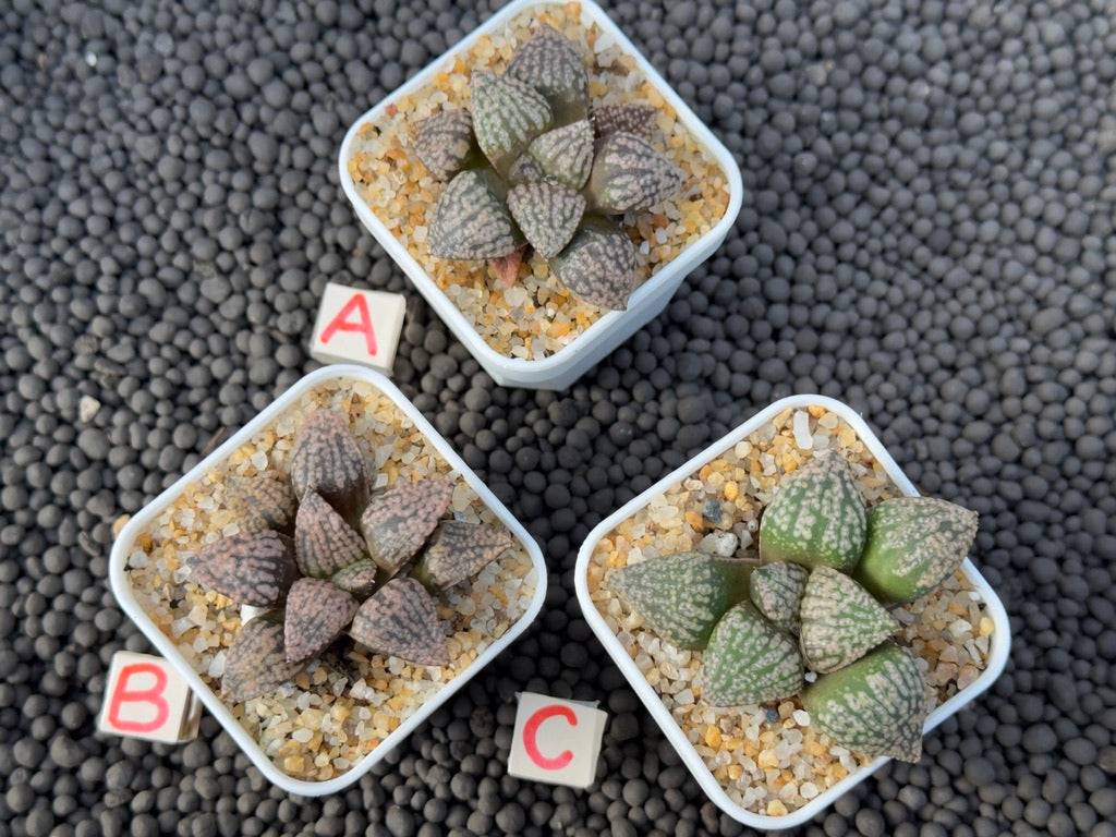 Haworthia picta Imported Succulent Plant