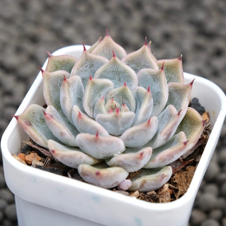 Echeveria Erica Korean Succulent Plant Hwaga Hybrid