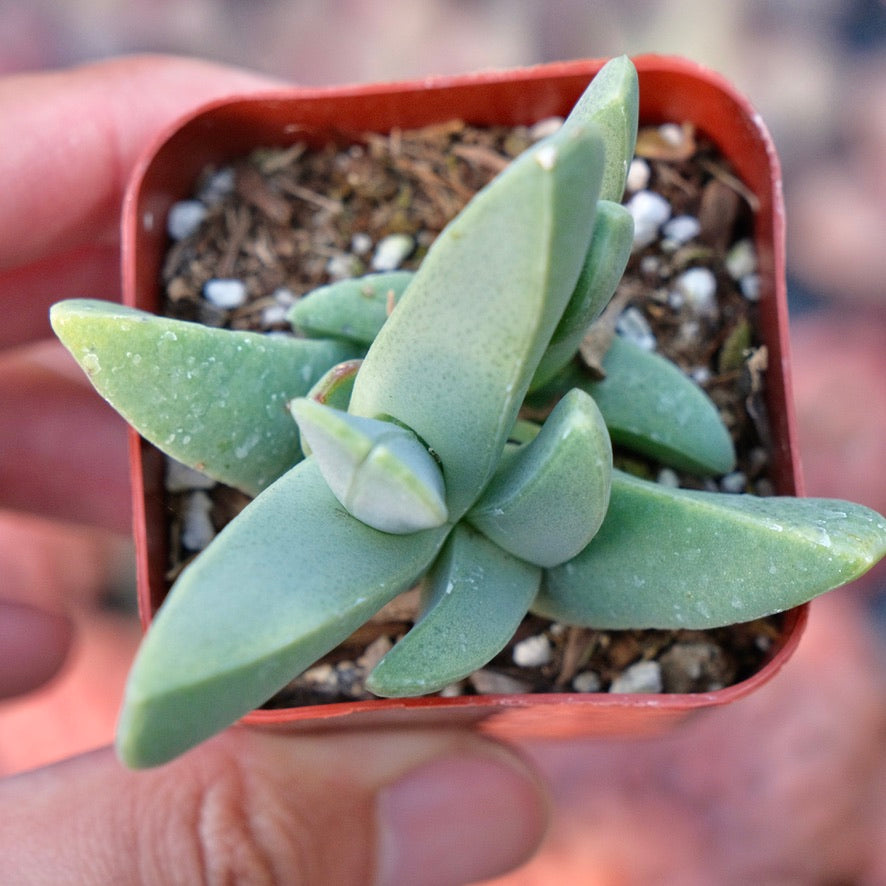 Cheiridopsis Candidissima Lobster Claw Succulent Plant