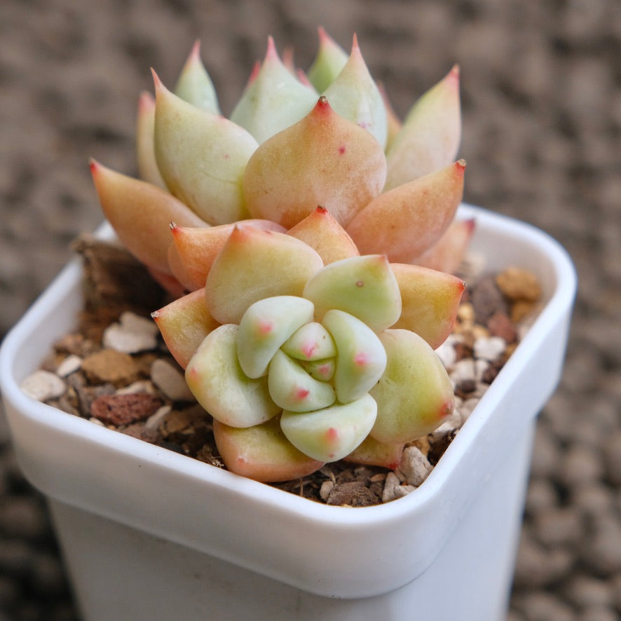 Echeveria Colorata hybrid double Imported Succulent Plant