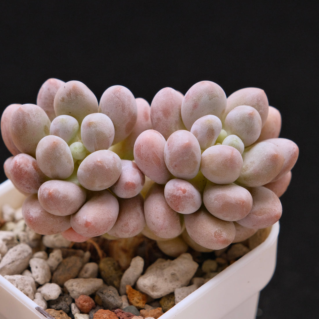 Pachyphytum Sweet Dumpling "Tang Yuan" Imported Succulent Plant *New* 汤圆
