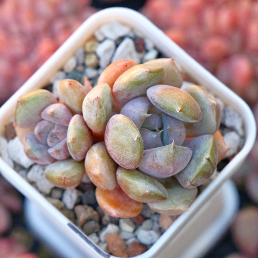 Echeveria Pastel Leon Special Korean Succulent Plant *New*