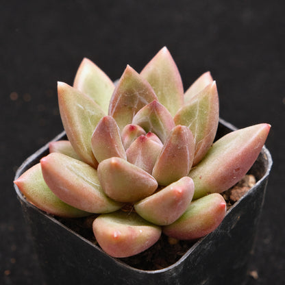 Pachyveria Tivoli Korean Succulent Plant