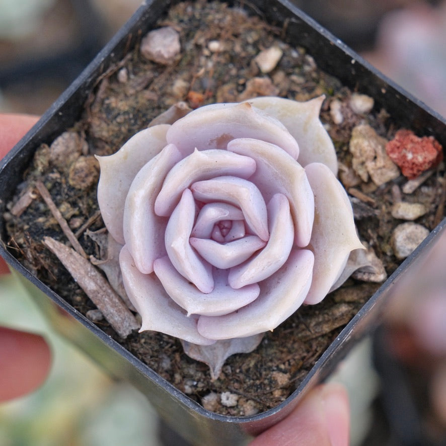 Echeveria Lilacina Succulent Plant