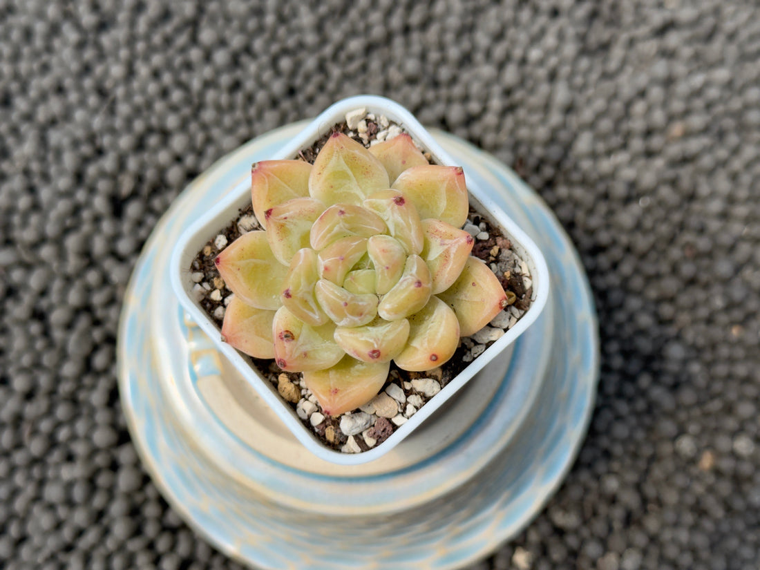 Echeveria Praha Korean Succulent Plant Hwaga Hybrid