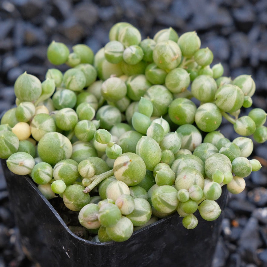 Variegated String of Pearls Senecio rowleyanus Locally Grown Succulent Plant