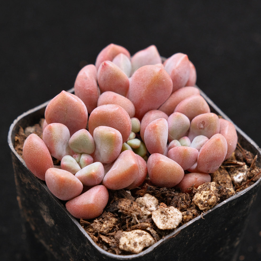 Graptopetalum Polari Heart Korean Succulent Plant