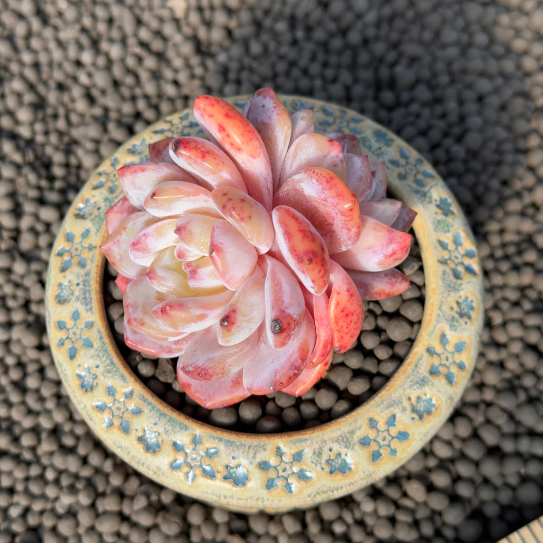 Double Echeveria Monroe Imported Succulent Plant