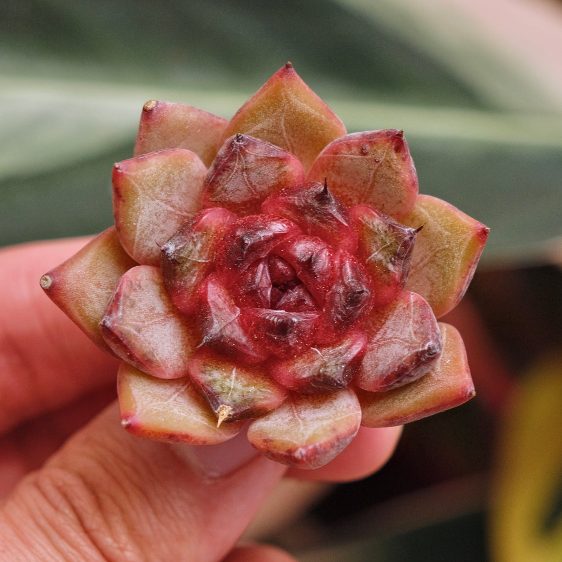 Echeveria Blood Cherry Korean Succulent Plant *New*