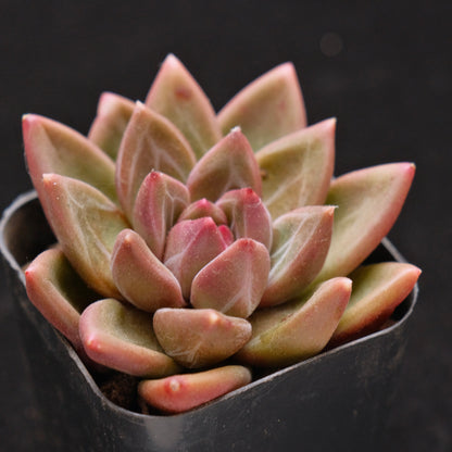 Pachyveria Tivoli Korean Succulent Plant