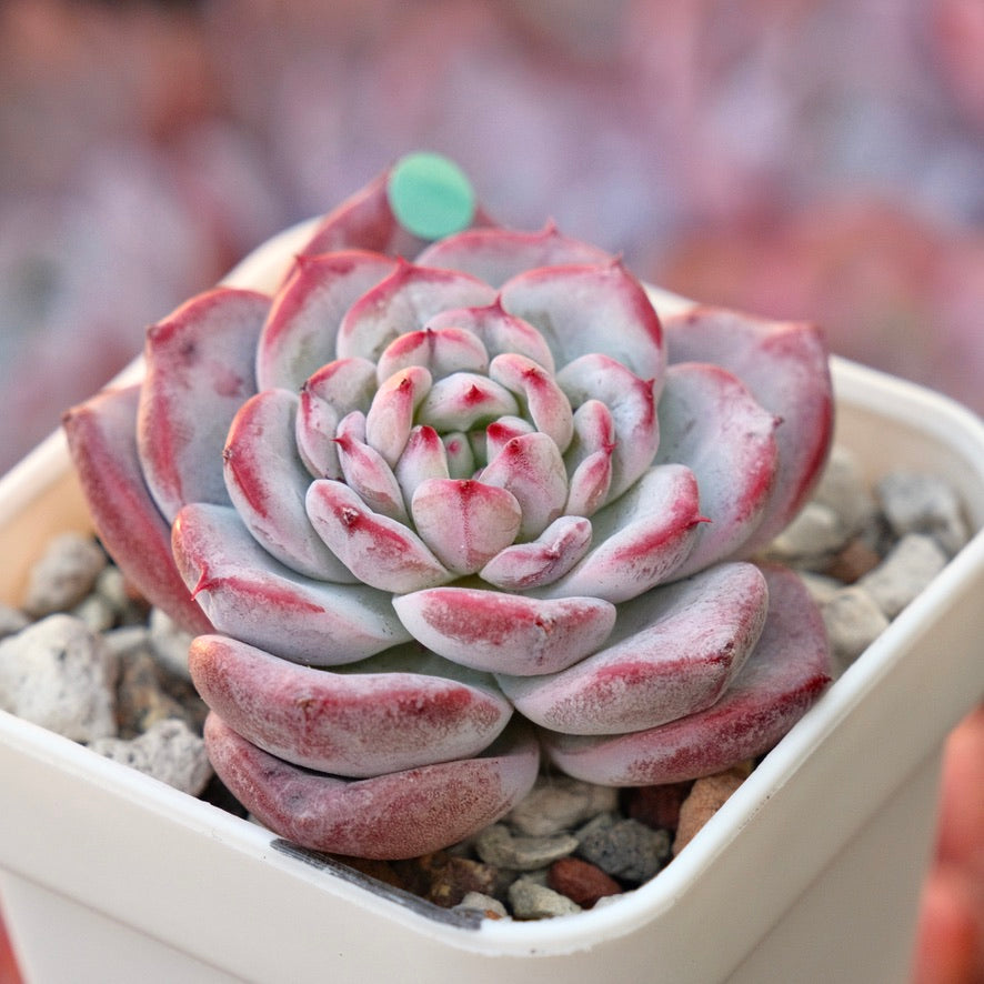 Echeveria El Canto Korean Succulent Plant *New*