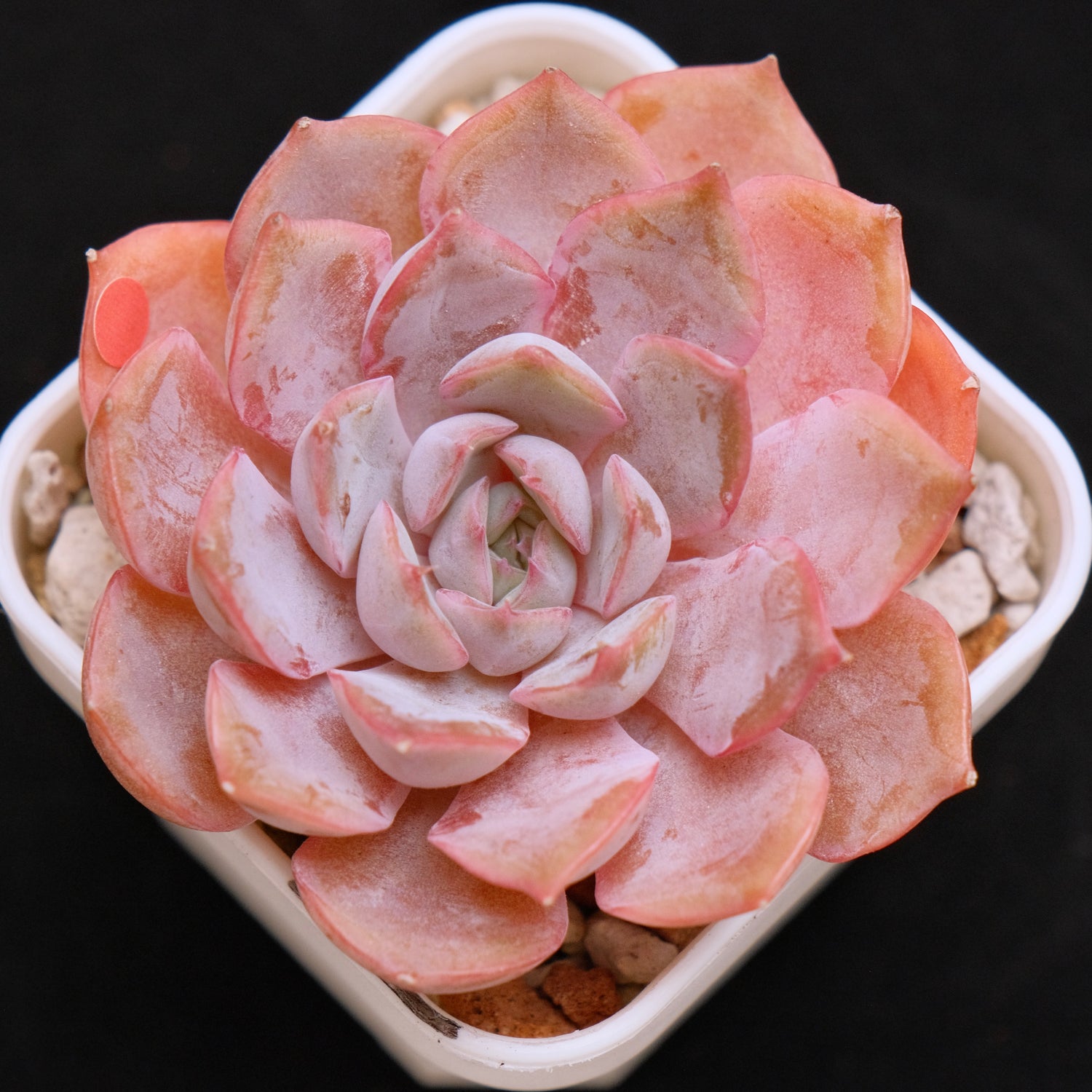 Echeveria Lucinda Korean Succulent Plant *New*