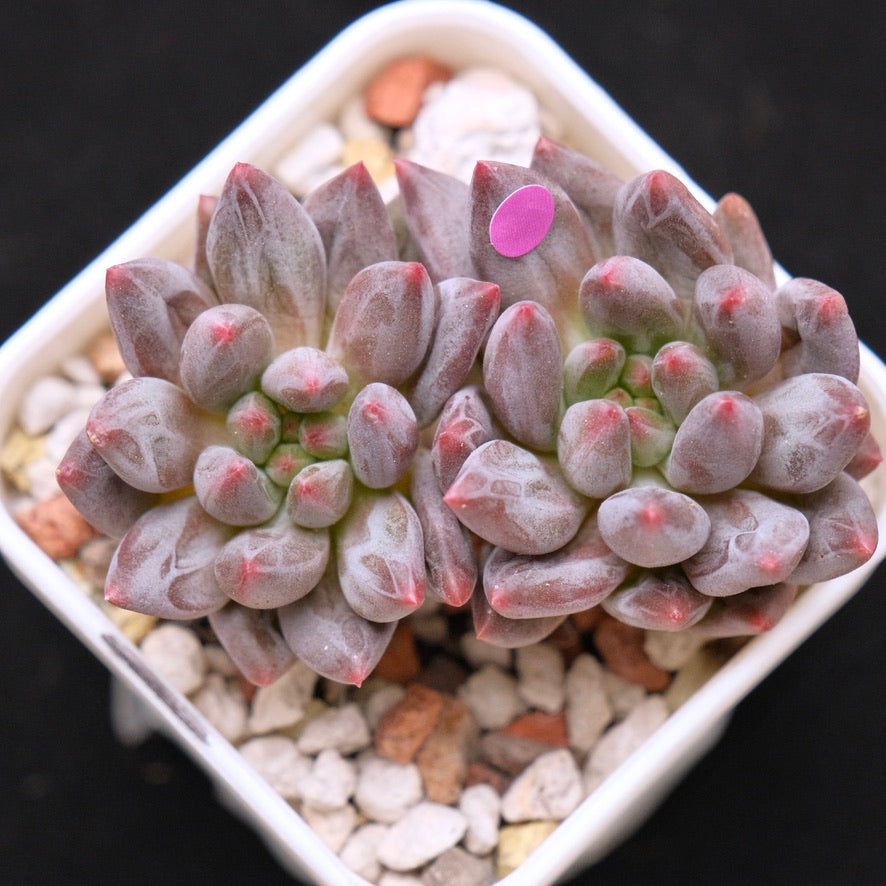 Pachyveria Angel Finger Korean Succulent Plant