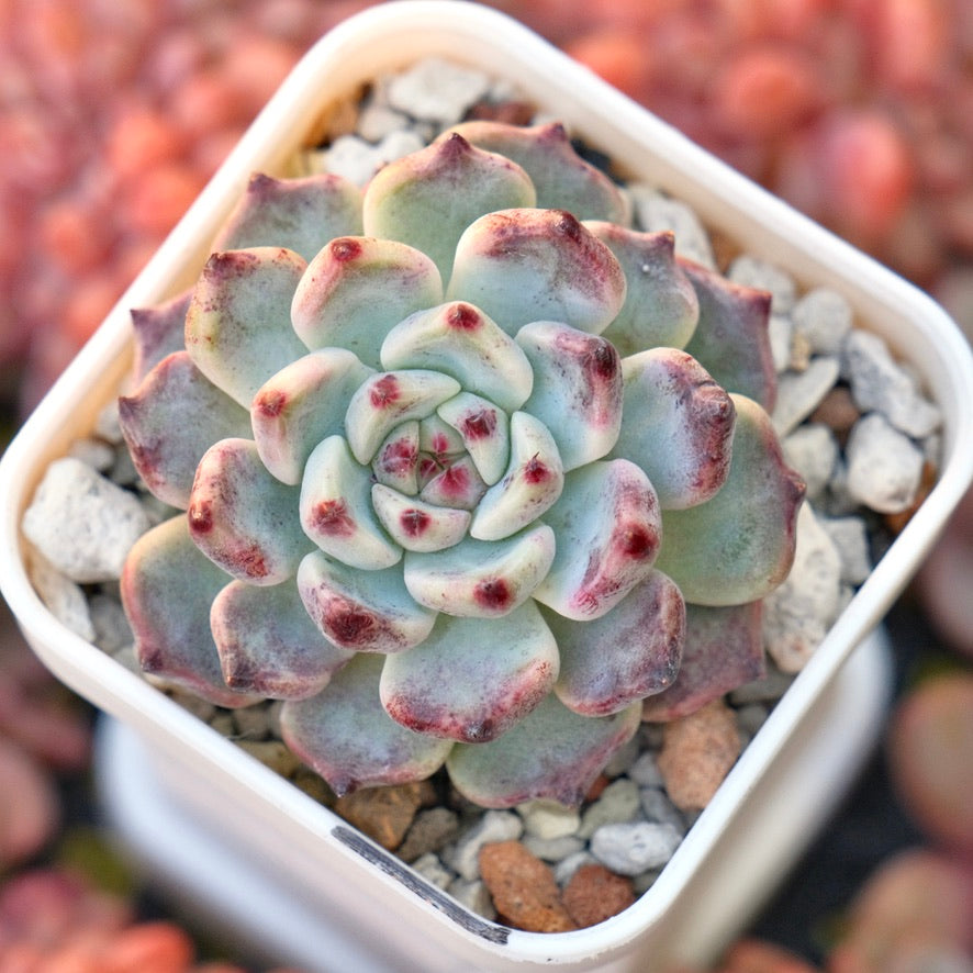 Echeveria Sakura Drop Korean Succulent Plant