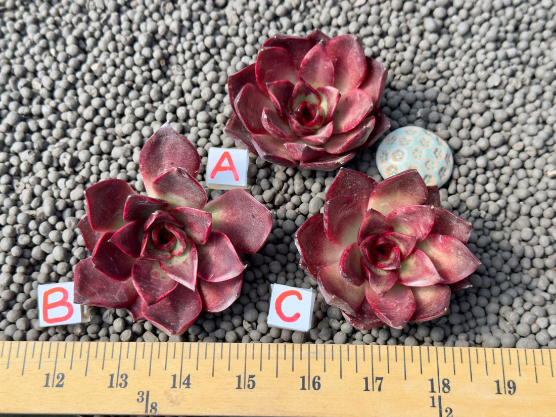 Echeveria Fire Fox Korean Succulent Plant Changhee hybrid