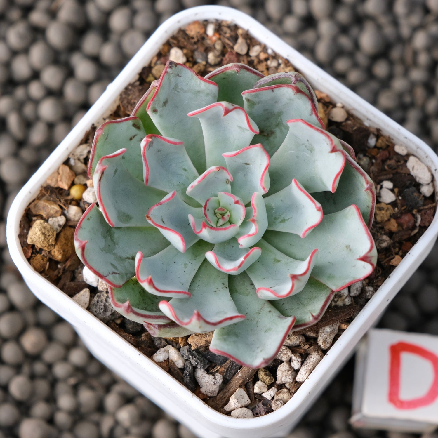 Echeveria Strictiflora Korean Succulent Plant