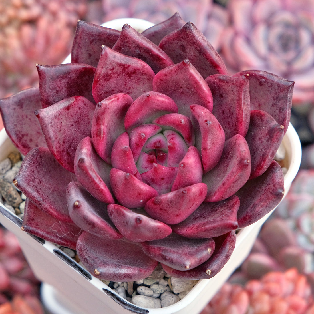 Big Echeveria Primori Korean Succulent Plant *New*