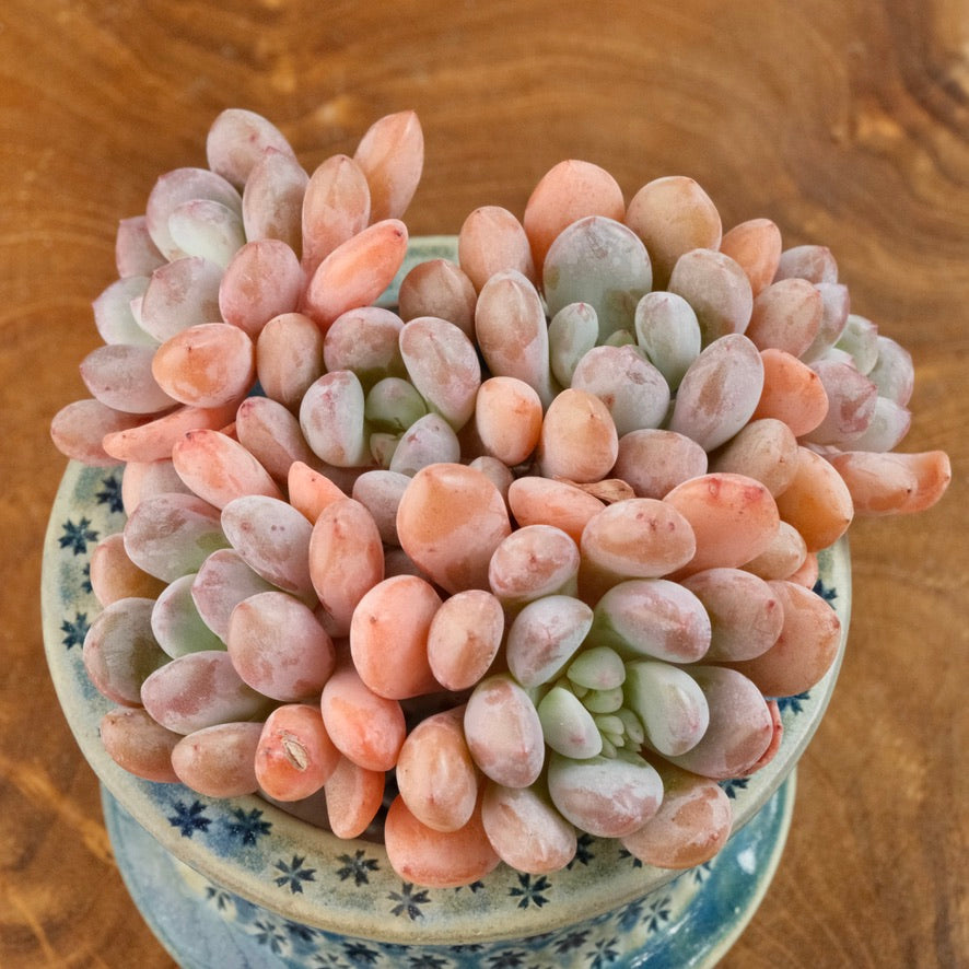 Graptoveria Amor Fati cluster Imported Succulent Plant