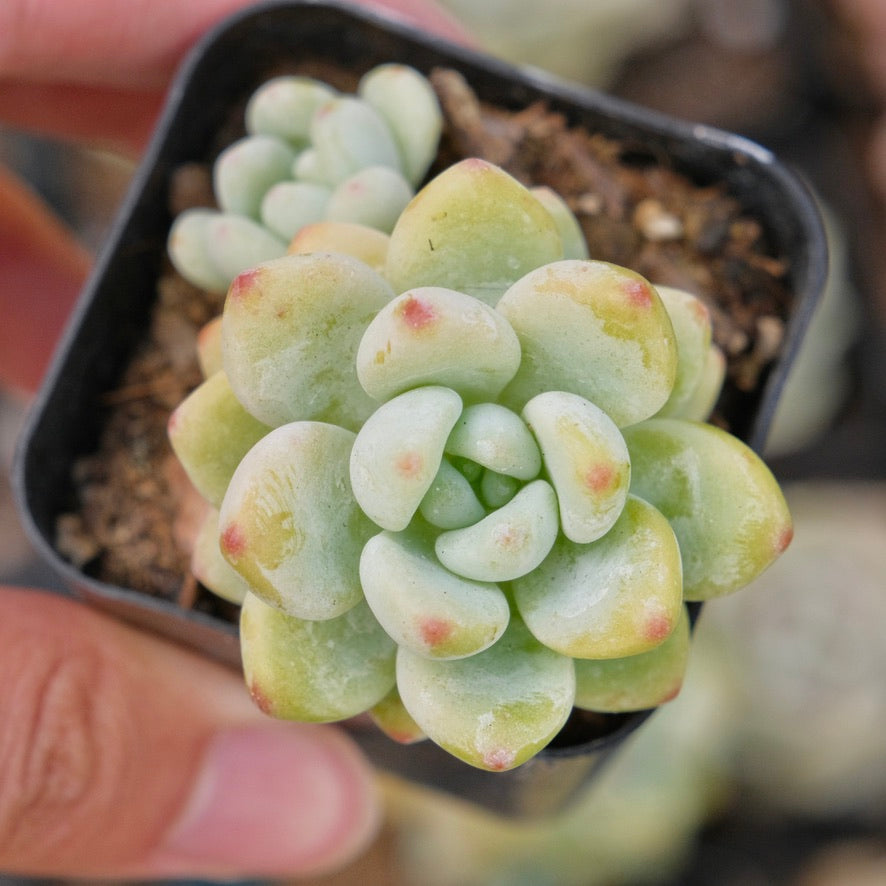 Sedum clavatum Succulent Plant