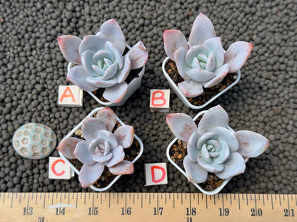 Echeveria White Lotus Imported Succulent Plant