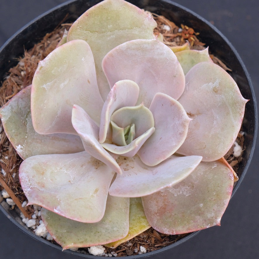 Echeveria Lolita Succulent Plant