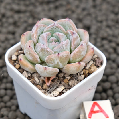 Echeveria Sunsu Korean Succulent Plant Hwaga Hybrid