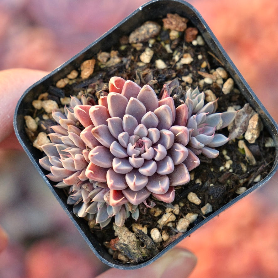 Graptopetalum rusbyi Succulent Plant