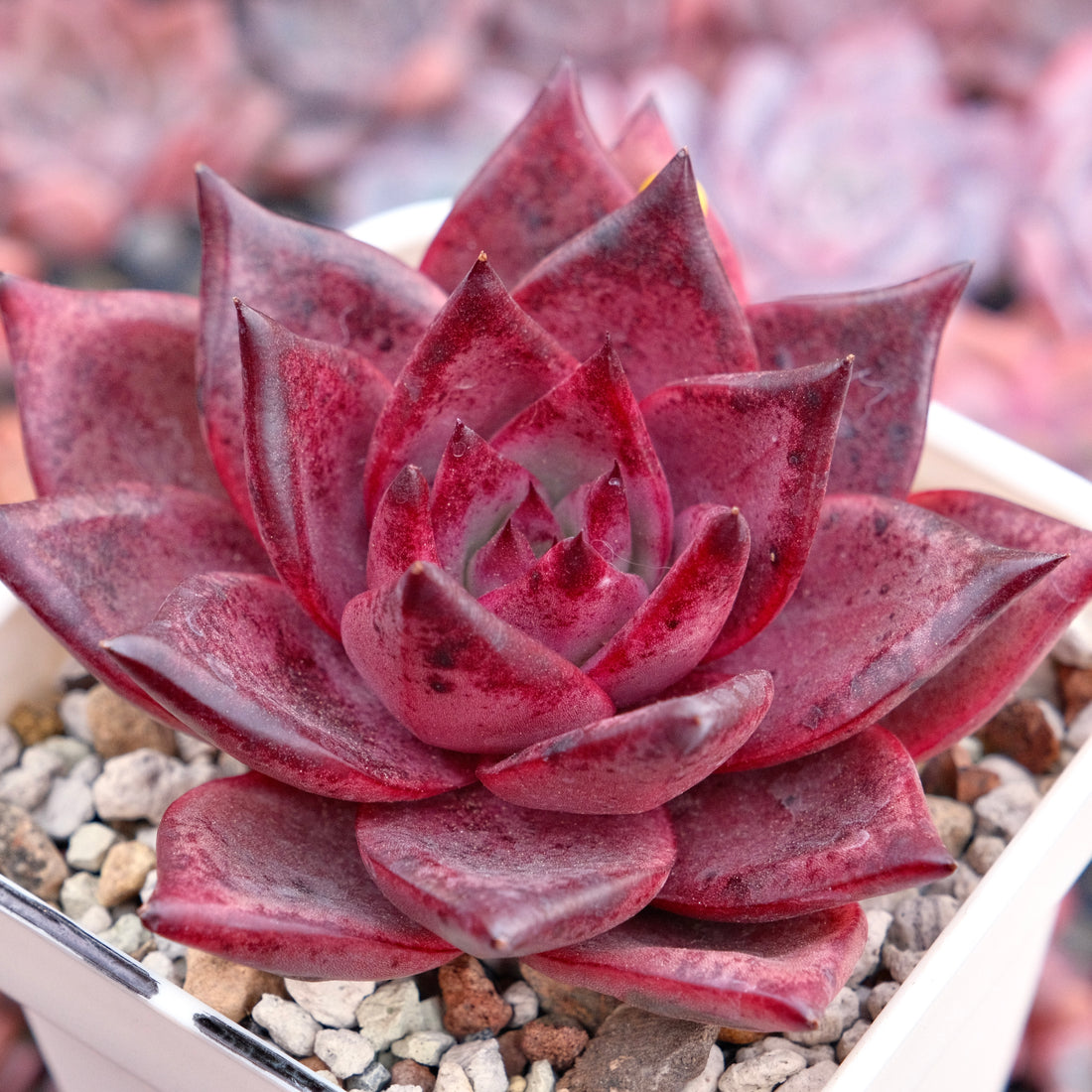 Big Echeveria Romeo Korean Succulent Plant