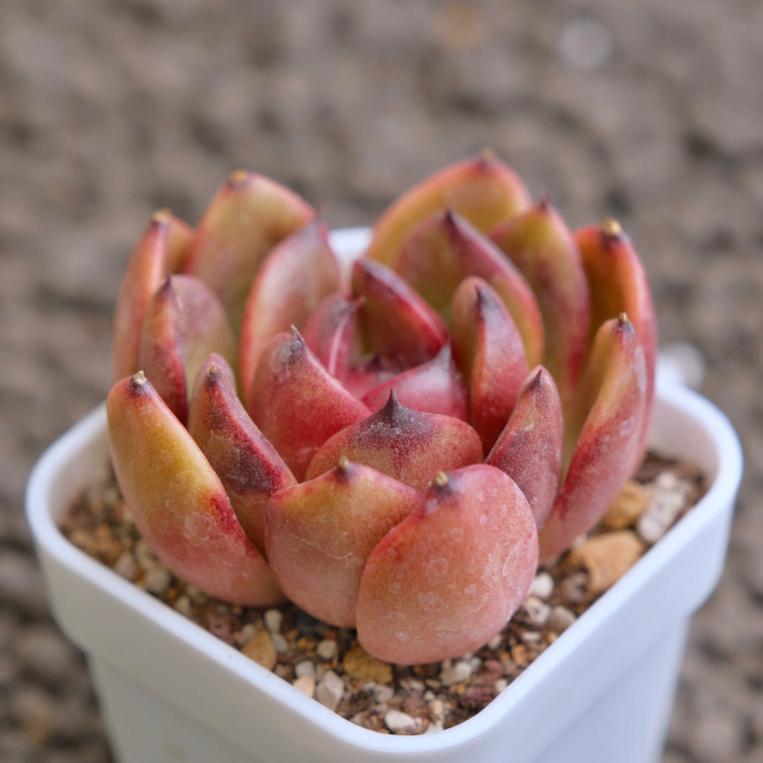 Echeveria Black Pink Korean Succulent Plant - B