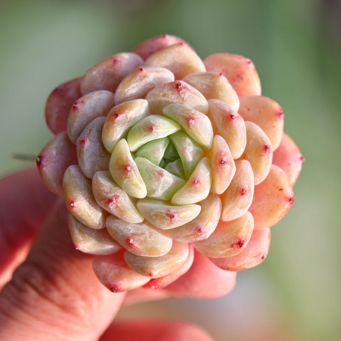 Mystery Hybrid Imported Succulent Plant